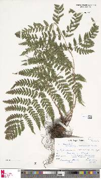 Dryopteris inaequalis image