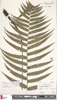 Dryopteris hirtipes image