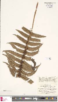 Dryopteris wallichiana subsp. wallichiana image