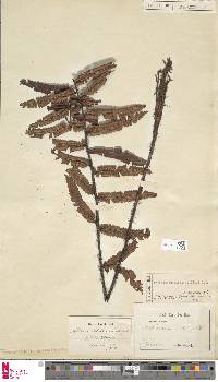 Dryopteris hirtipes image