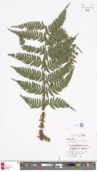 Dryopteris lacera image