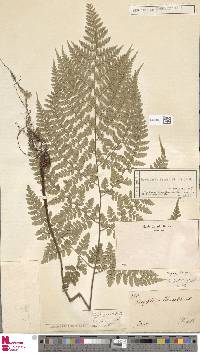 Dryopteris hasseltii image