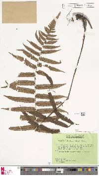 Dryopteris hirtipes image