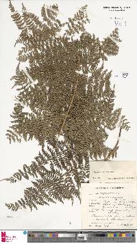 Dryopteris intermedia subsp. maderensis image