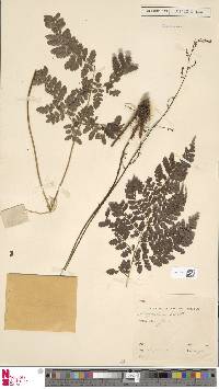 Dryopteris hasseltii image