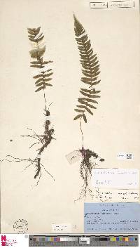 Image of Polypodiodes hendersonii