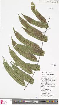 Goniophlebium persicifolium image