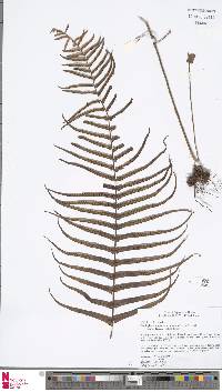 Goniophlebium pseudoconnatum image