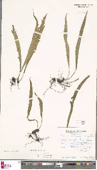 Lepisorus schraderi image