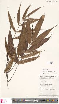 Goniophlebium rajaense image