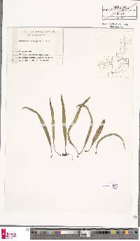 Lepisorus uchiyamae image