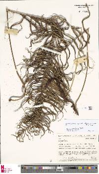Goniophlebium coadunatum image