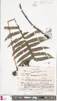 Polypodiodes amoena image