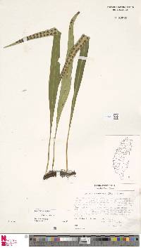 Image of Lepisorus kawakamii