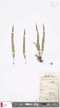 Lepisorus contortus image