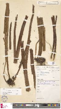 Image of Lepisorus balteiformis