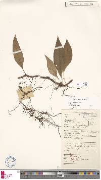 Lepisorus mamas image