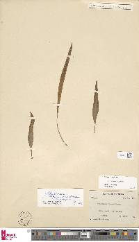 Image of Lepisorus megasorus