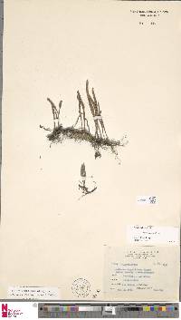 Image of Lepisorus monilisorus
