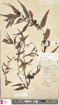 Lemmaphyllum accedens image