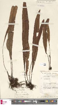 Image of Elaphoglossum archboldii