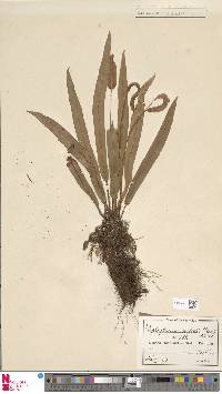 Image of Elaphoglossum aubertii
