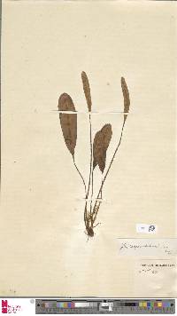 Image of Elaphoglossum aschersonii