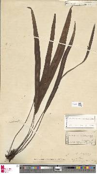 Elaphoglossum blumeanum image