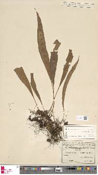 Image of Elaphoglossum angustatum