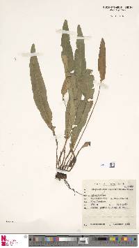 Image of Elaphoglossum alpestre
