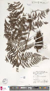 Dryopteris purpurascens image