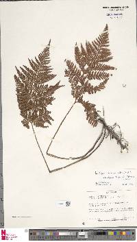 Lastreopsis microsora image
