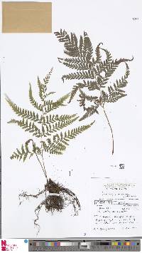 Lastreopsis microsora image