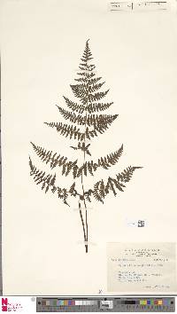 Hypolepis alpina image