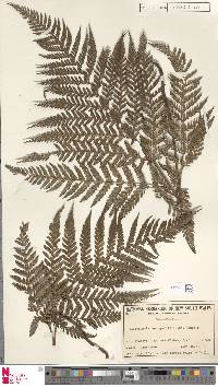 Lastreopsis decomposita image