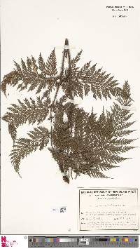 Image of Lastreopsis hispida