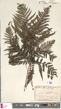 Image of Lastreopsis marginans