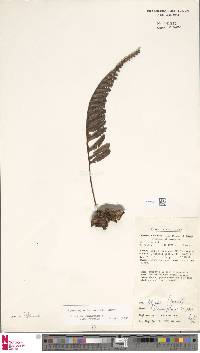 Lecanopteris deparioides image