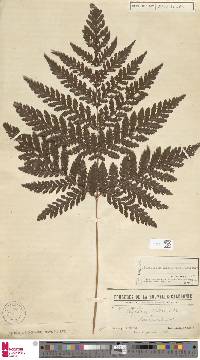 Lastreopsis vieillardii image