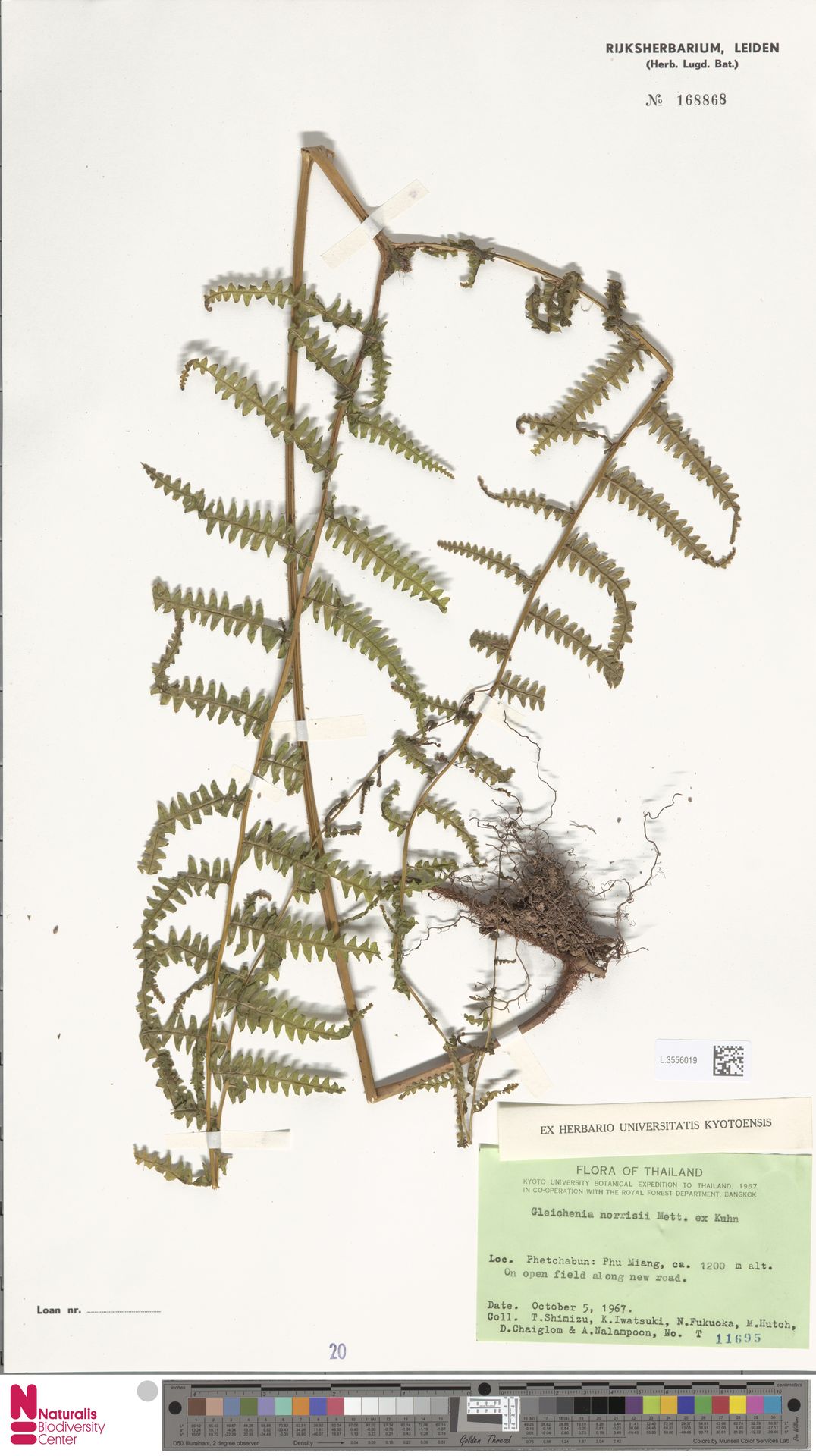 Diplopterygium norrisii image