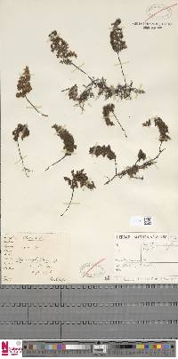 Image of Hymenophyllum dentatum