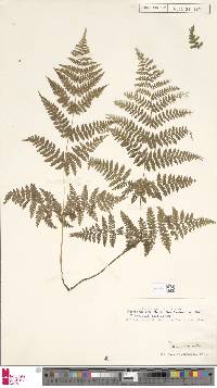 Hypolepis millefolium image