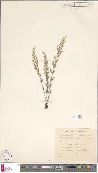 Odontosoria viridis image