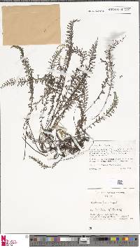 Lindsaea fissa image