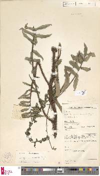Lomagramma lomarioides image