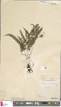 Image of Lindsaea feei