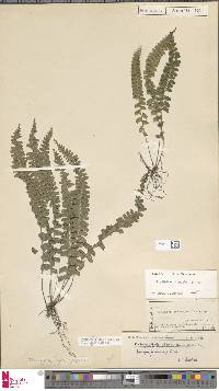 Lindsaea lucida image