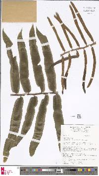Image of Lomagramma tahitensis