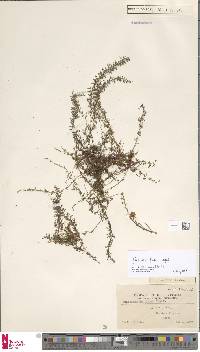 Image of Lindsaea fissa