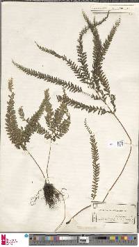 Lindsaea lobata image